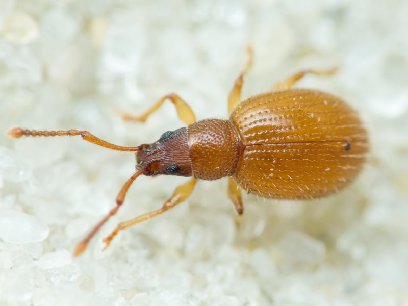 Urometopus nemorum Arnoldi, 1965